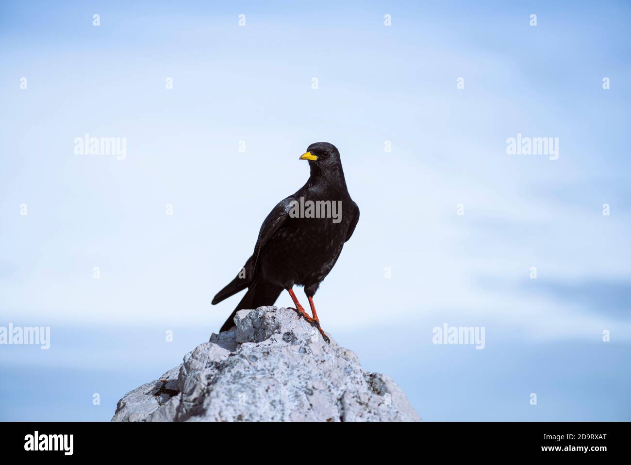 tosse alpina seduta su una roccia in cima una montagna Foto Stock