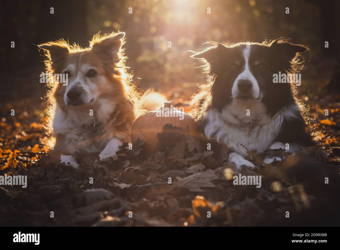 Due collie di bordo nella luce del backgroun con la zucca, giacente in foglie cadute Foto Stock