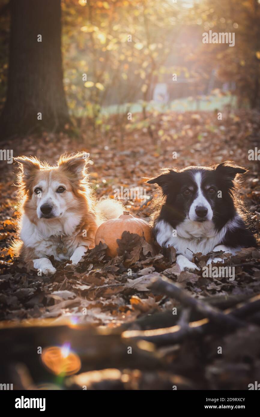 Due collie di bordo nella luce del backgroun con la zucca, giacente in foglie cadute Foto Stock