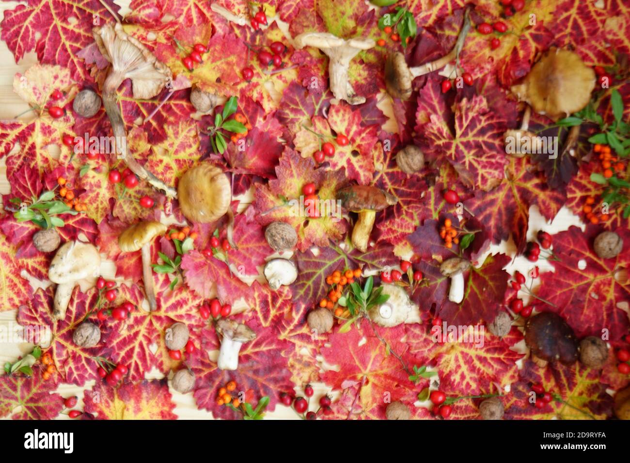 Sfondo autunno di funghi foglie brillanti, bacche rosse a bordo Foto Stock