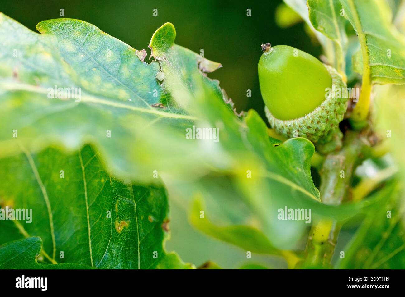 Quercia sessile (quercus petraea), nota anche come quercia durmast, in primo piano con acorno immaturo attaccato ad un ramo nascosto tra le foglie. Foto Stock