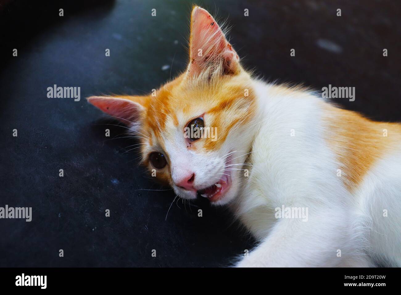 il gatto di colore marrone mostra i suoi denti minuscoli mentre lui è in riproduzione Foto Stock