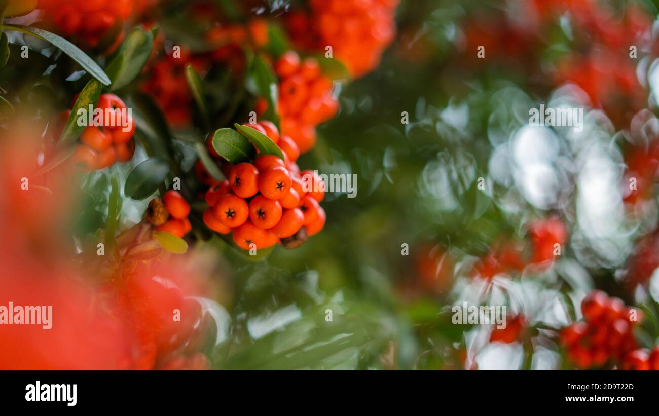 Blurry Pointleaf Manzanita cespugli in su vicino in città colorata del Messico Foto Stock