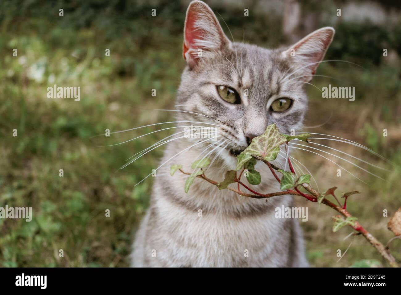 Gatto dagli occhi verdi con piante verdi Foto Stock