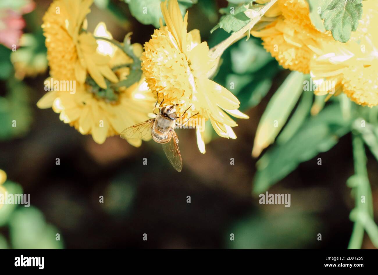 Un'ape e un fiore giallo Foto Stock