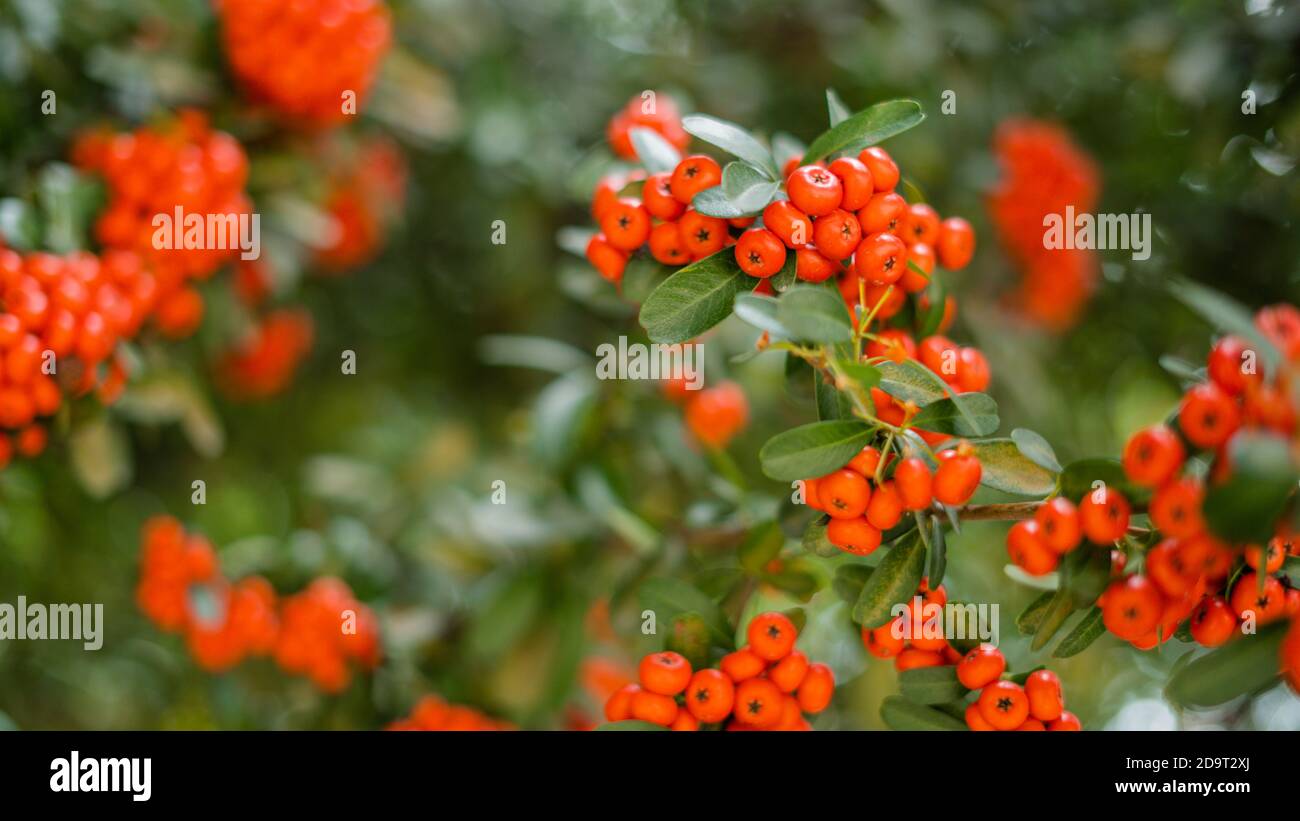 Frutti tipici messicani simili a quelli di Peach si trovano da vicino nella colorata Città del Messico Foto Stock