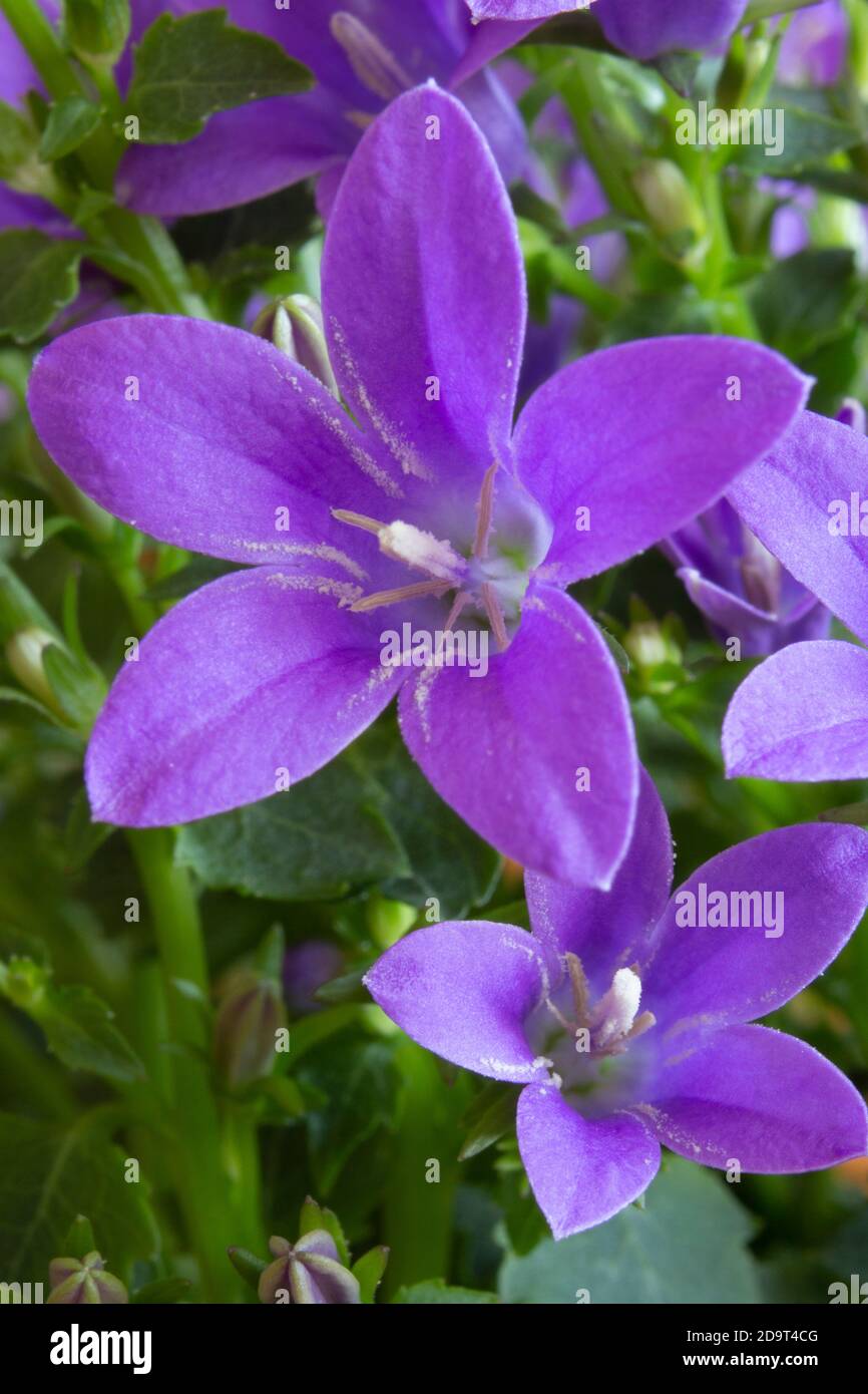 Macro immagine dei fiori viola campanula che mostrano lo stampino e. stigma con foglie verdi sullo sfondo con grani di polline visibili Foto Stock