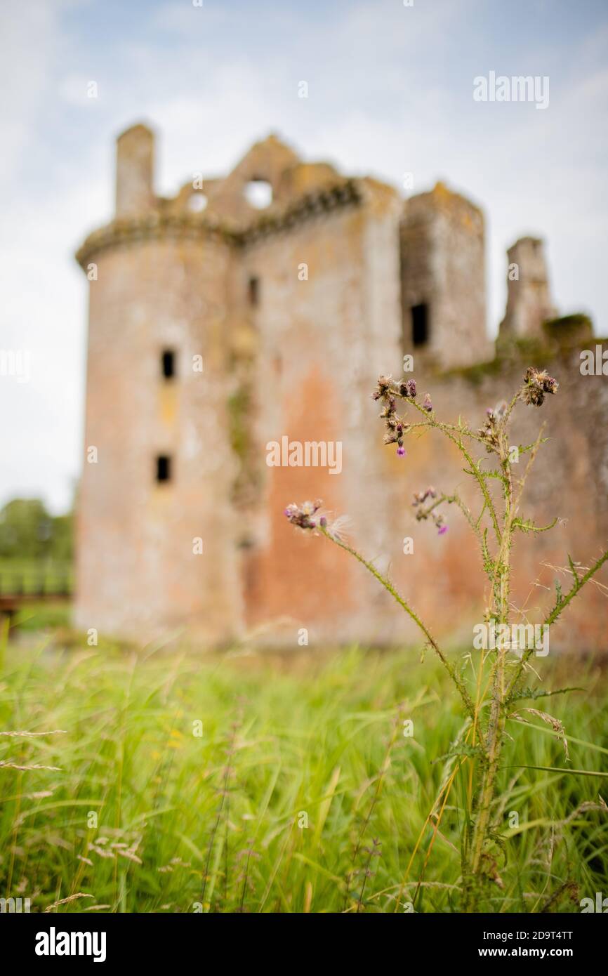 Fiore viola con le rovine del Castello di Caerlaverock AS Sfondo Foto Stock