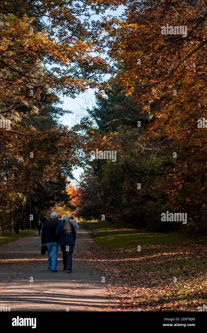 Una coppia anziana che cammina in un parco. Colori arancio autunno intorno a loro. Foto Stock