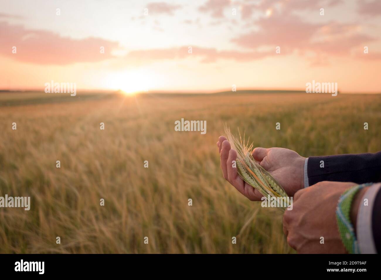 Mano con un orecchio di grano con campi di cereali in lo sfondo al tramonto Foto Stock