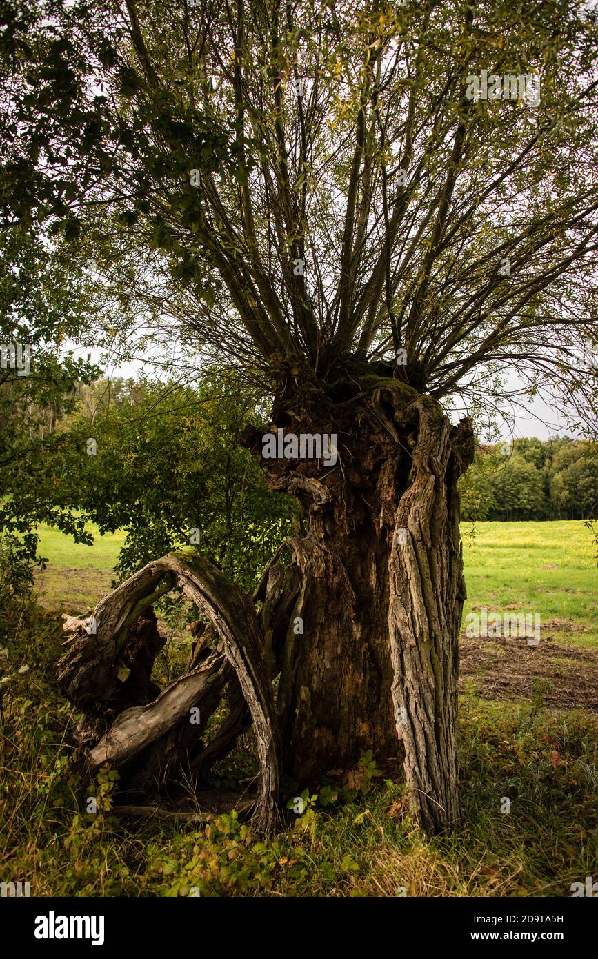 Un albero di salice rotto, mezzo marcio in una corsia di campagna vicino a Brodowin Foto Stock
