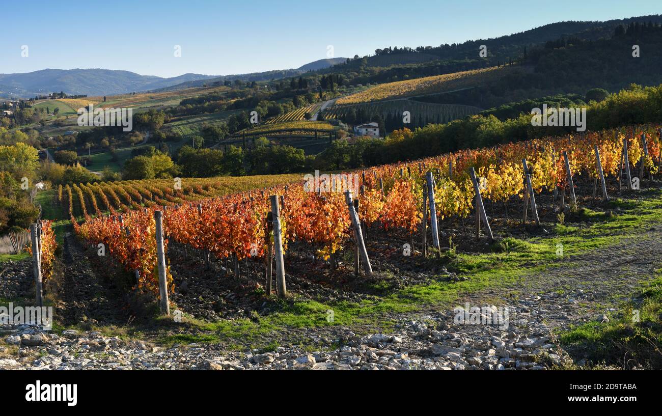 I bellissimi vigneti colorati al tramonto durante la stagione autunnale nel Chianti Classico vicino Greve in Chianti (Firenze), Toscana. Italia. Foto Stock