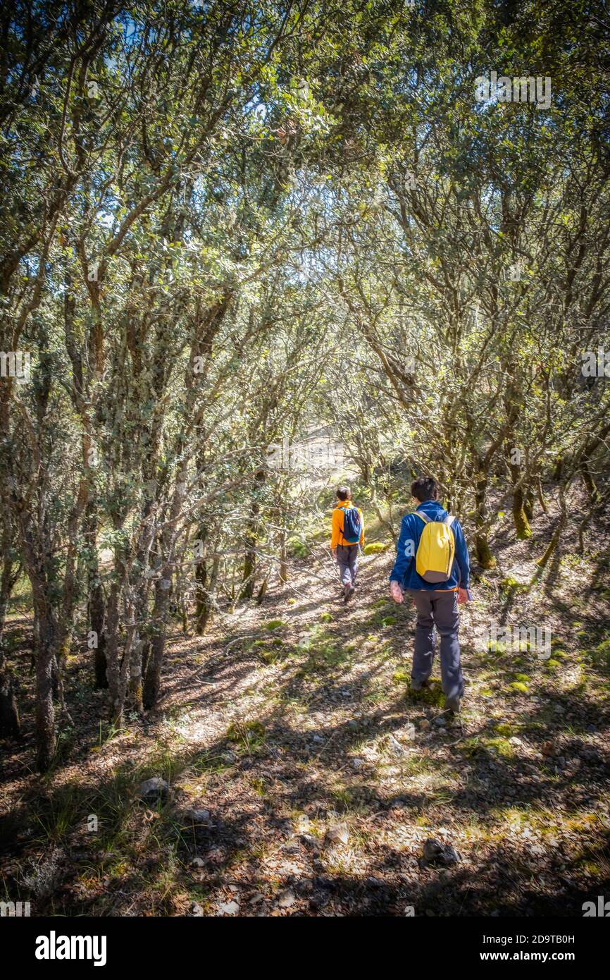 bambini con zaini e abiti colorati camminando lungo un sentiero in una foresta di lecci, in verticale Foto Stock
