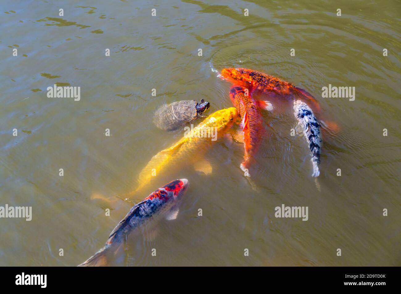 Piccola tartaruga e carpa di Koi che si nutrisce in un laghetto verde Foto Stock