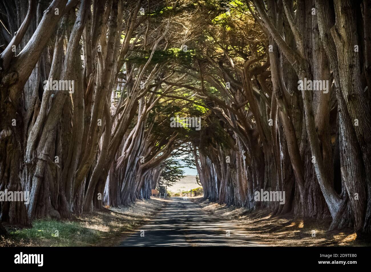 In questo modo, UN tunnel di cipressi indica la strada. Point Reyes National Seashore, California, Stati Uniti Foto Stock