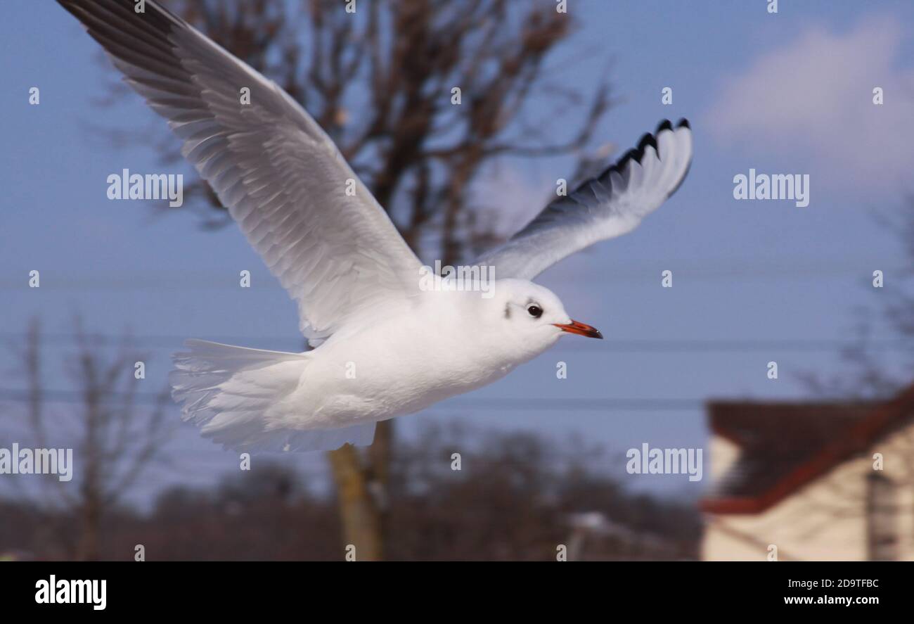 Gabbiano a testa nera in volo in inverno freddo in città. Uccello selvatico in volo in inverno freddo. Volo nero-testa gabbiano in aria Foto Stock