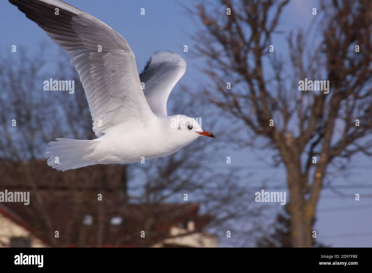 Gabbiano a testa nera che vola in inverno freddo in città. Uccello selvatico in volo in inverno freddo. Volo nero-testa gabbiano in aria Foto Stock