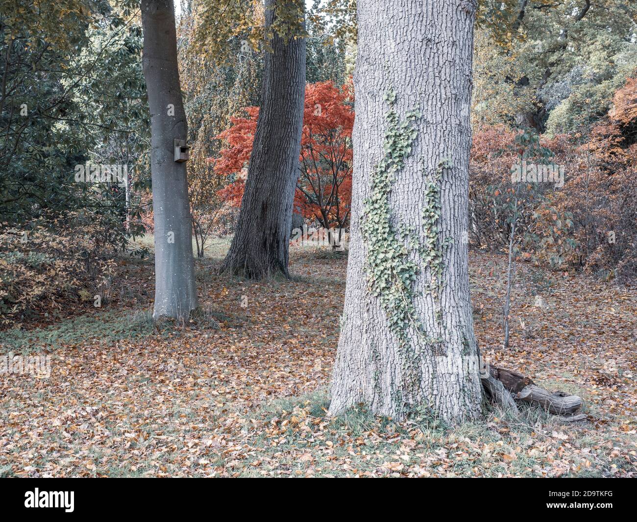 Tree Trunks in colorati Autumn Gardens, Englefield House Grounds, Englefield Estate, Thale, Reading, Berkshire, Inghilterra, Regno Unito, GB. Foto Stock