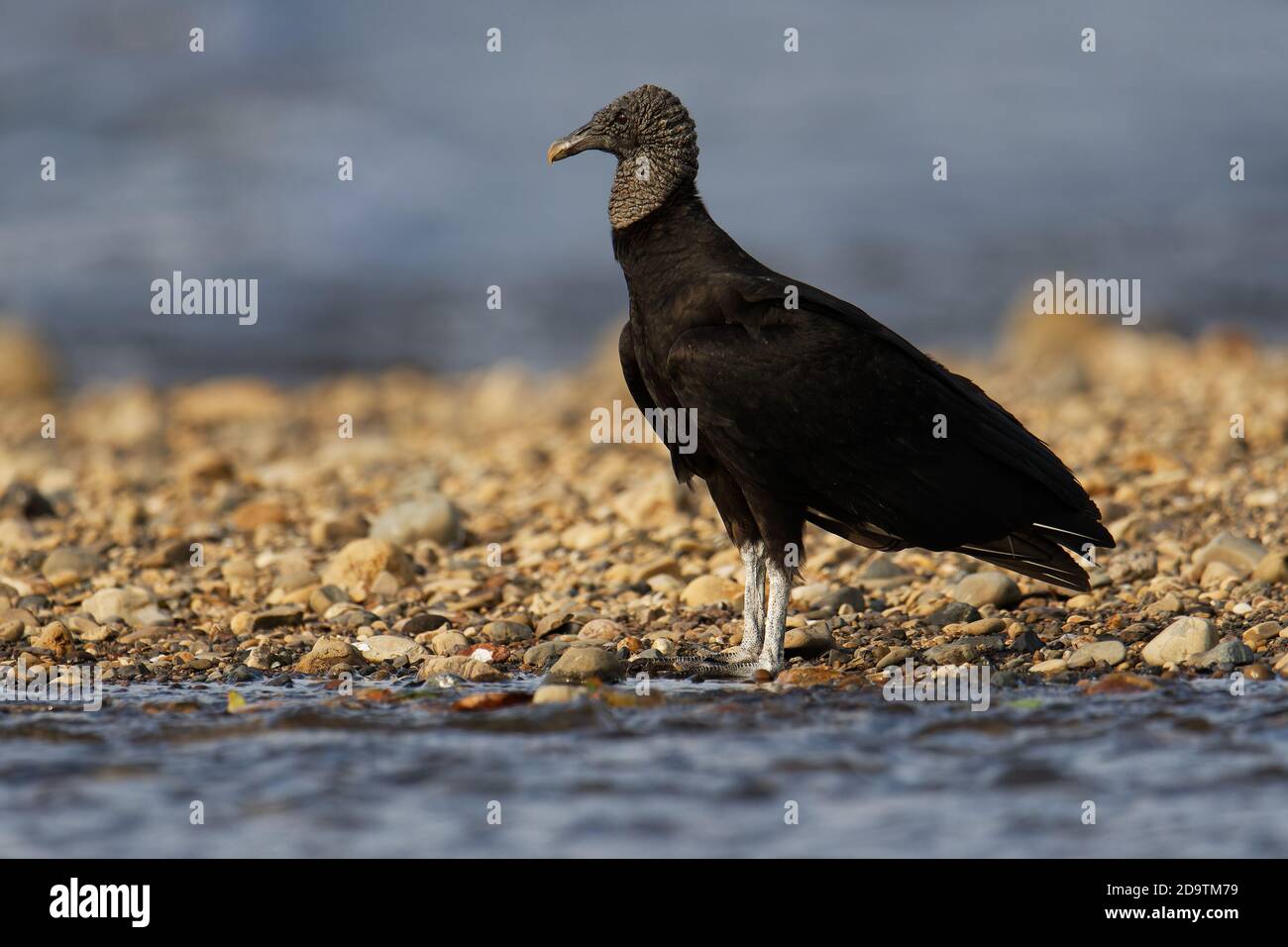 Avvoltoio nero - Coragyps atratus o avvoltoio nero americano, uccello della famiglia del New World Vulture, dal sud-est degli Stati Uniti al Perù, Centro Foto Stock