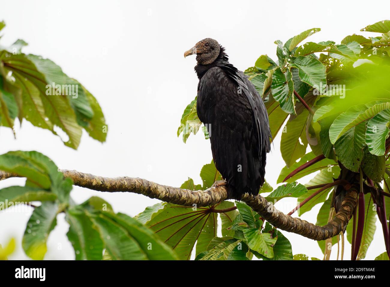 Avvoltoio nero - Coragyps atratus o avvoltoio nero americano, uccello della famiglia del New World Vulture, dal sud-est degli Stati Uniti al Perù, Centro Foto Stock