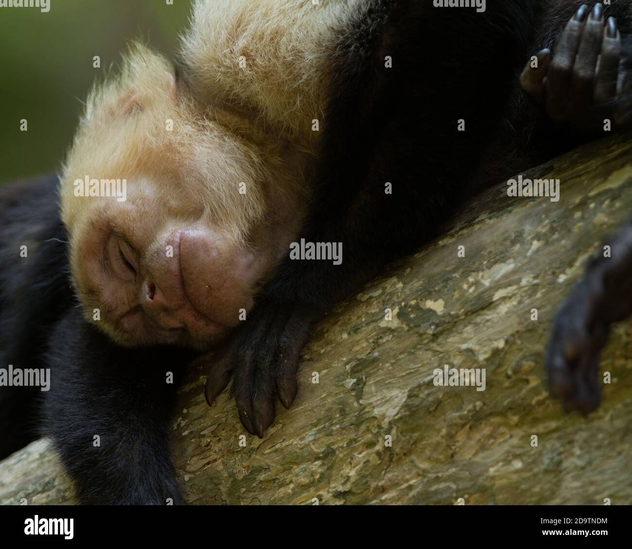Una scimmia cappuccina dalla faccia bianca prende un pisolino in un albero nel Parco Nazionale Manuel Antonio in Costa Rica. Foto Stock