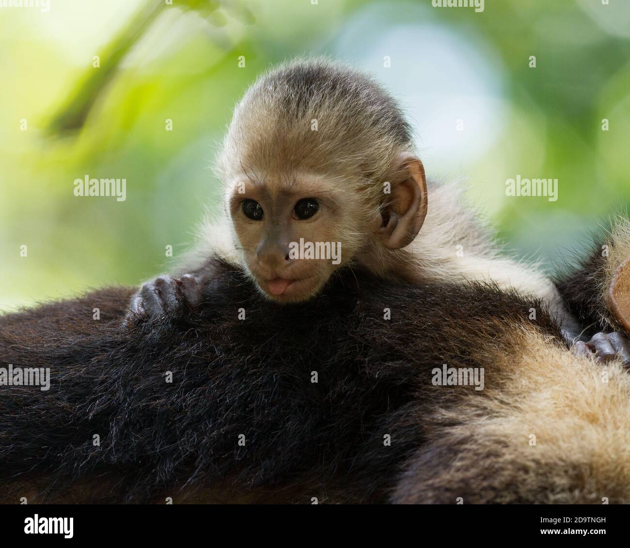Una scimmia cappuccina bianca sul dorso della madre nel Parco Nazionale Manuel Antonio in Costa Rica. Foto Stock