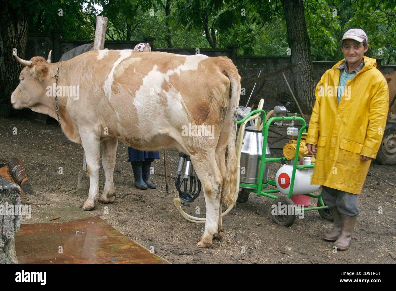 Mungitura delle mucche con una macchina nelle campagne della Romania Foto Stock