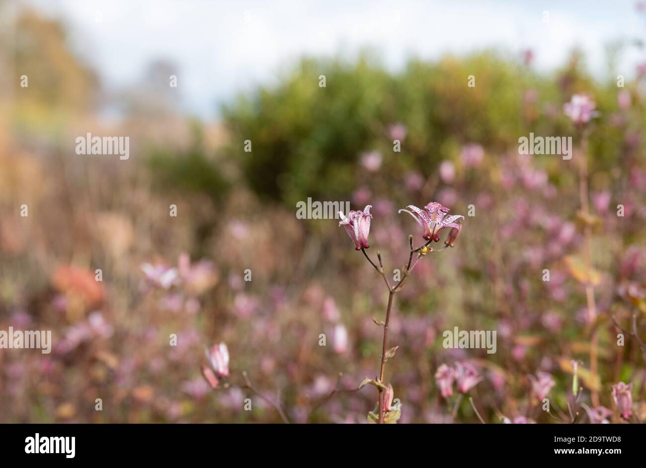 Il Giardino alla Hauser & Wirth Gallery ha nominato il campo di Oudolf, presso la Durslade Farm, Somerset UK. Disegnato da Piet Oudolf, fotografato in autunno. Foto Stock