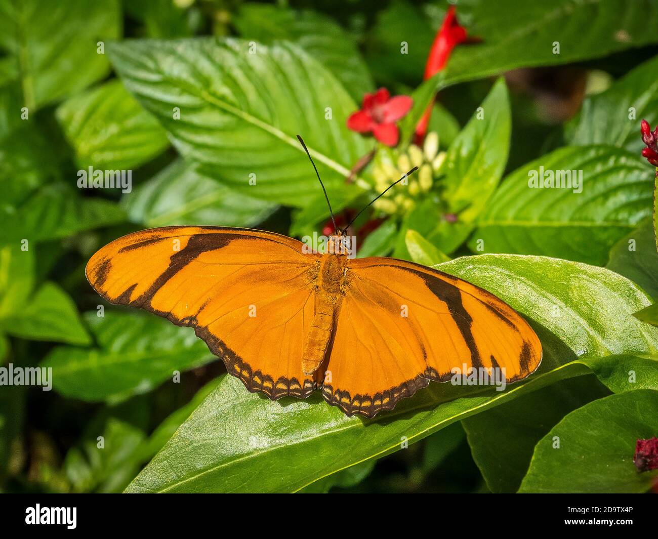 Primo piano di una farfalla Julis arancione (Dryas iulia) Foto Stock