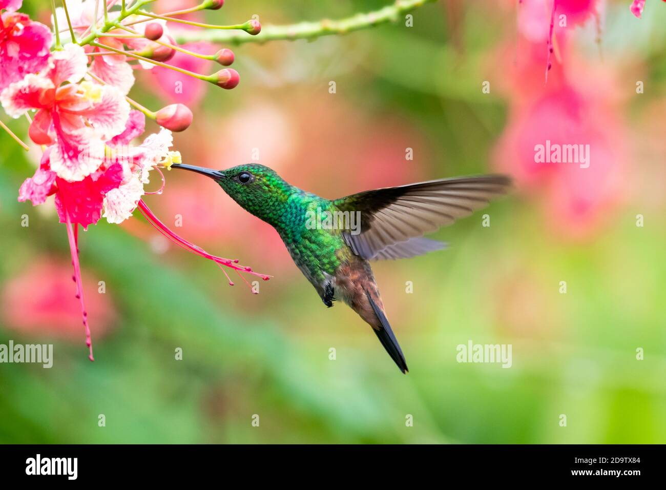 Rombo di rame hummingbird che si nutrono su Pride di fiori Barbados in un giardino. Hummingbirds e fiori, uccello in volo, fauna selvatica in natura. Foto Stock