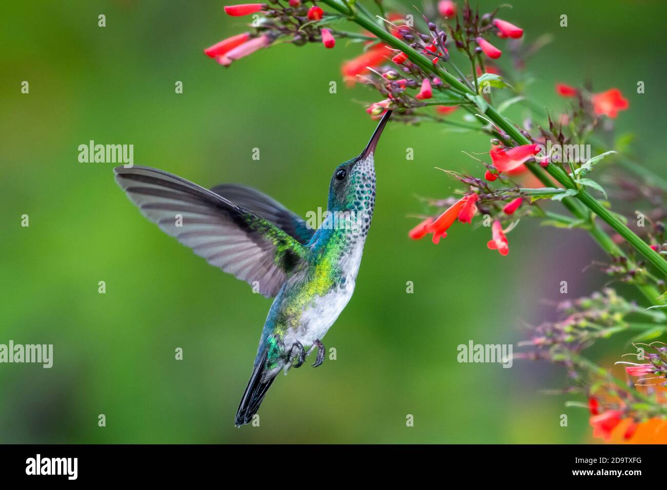 Un hummingbird femmina di zaffiro con zaffa blu che si nutre di fiori rossi di Antigua Heath in un giardino. Fauna selvatica in natura, uccello tropicale in volo, Natale Foto Stock