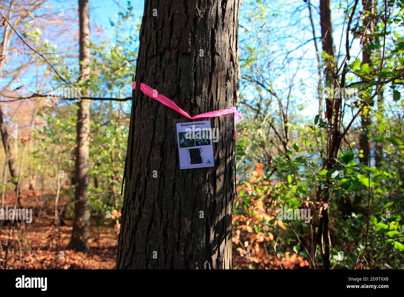 Shagbark hickory tree Foto Stock