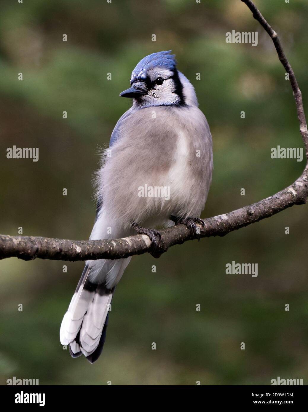 Blue Jay appollaiato su un ramo con uno sfondo sfocato nell'ambiente della foresta e habitat con ali blu piumaggio piuma. Foto Stock