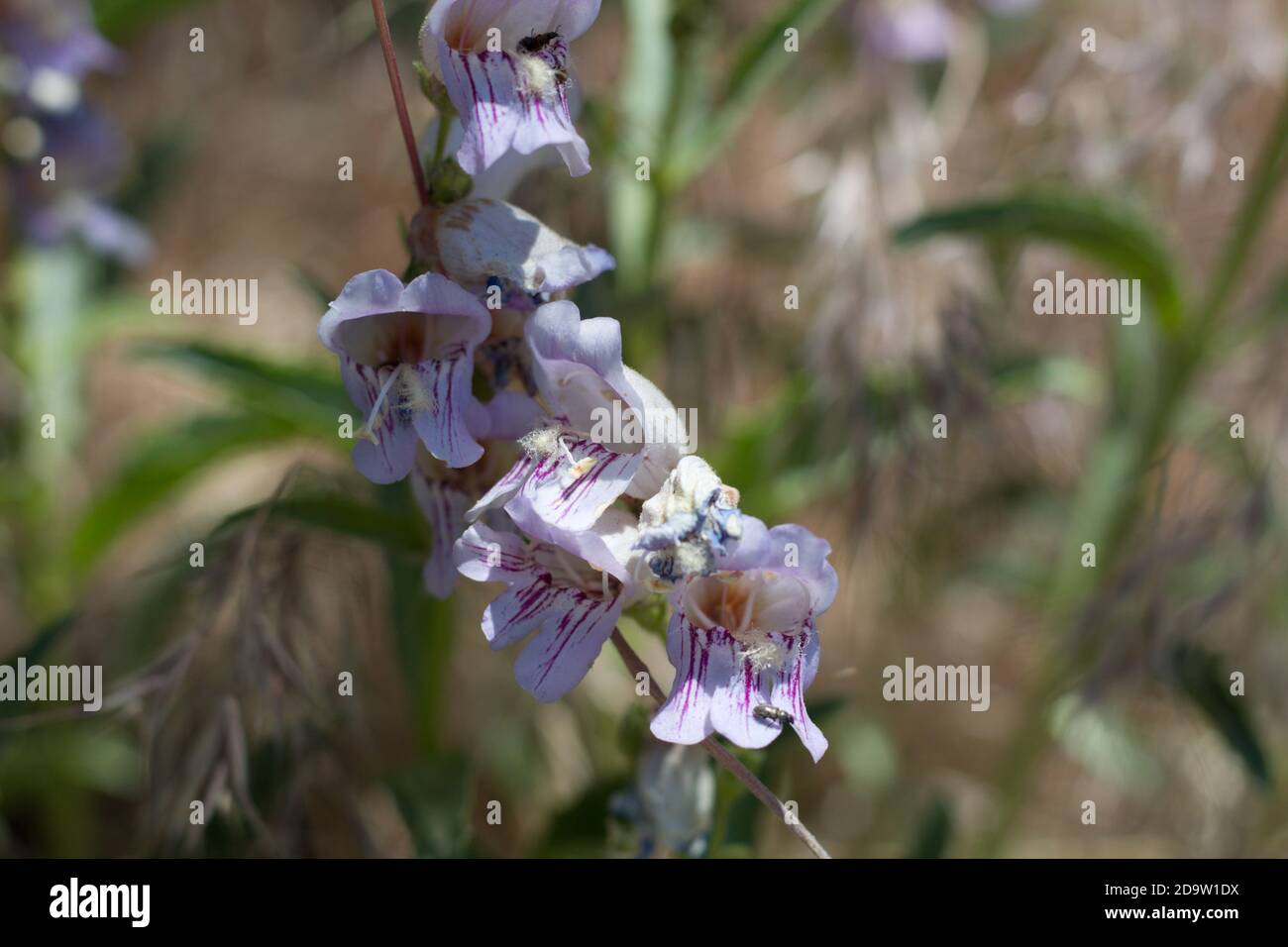 Inforescenza rosa, lingua paludosa a strisce, Penstemon Grinnellii, Plantaginaceae, perenne indigena, Monti San Bernardino, catene trasversali, Estate. Foto Stock