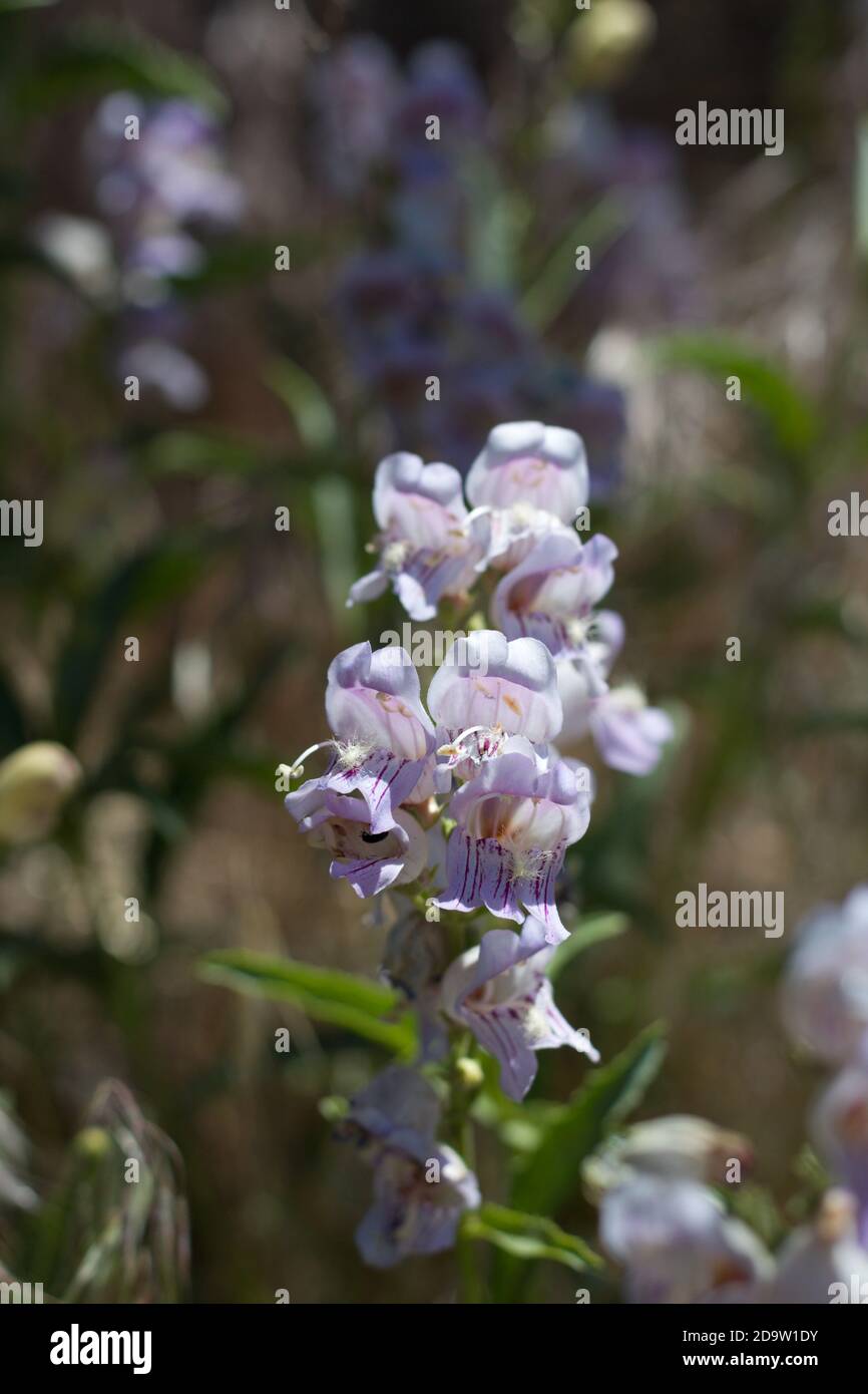 Inforescenza rosa, lingua paludosa a strisce, Penstemon Grinnellii, Plantaginaceae, perenne indigena, Monti San Bernardino, catene trasversali, Estate. Foto Stock