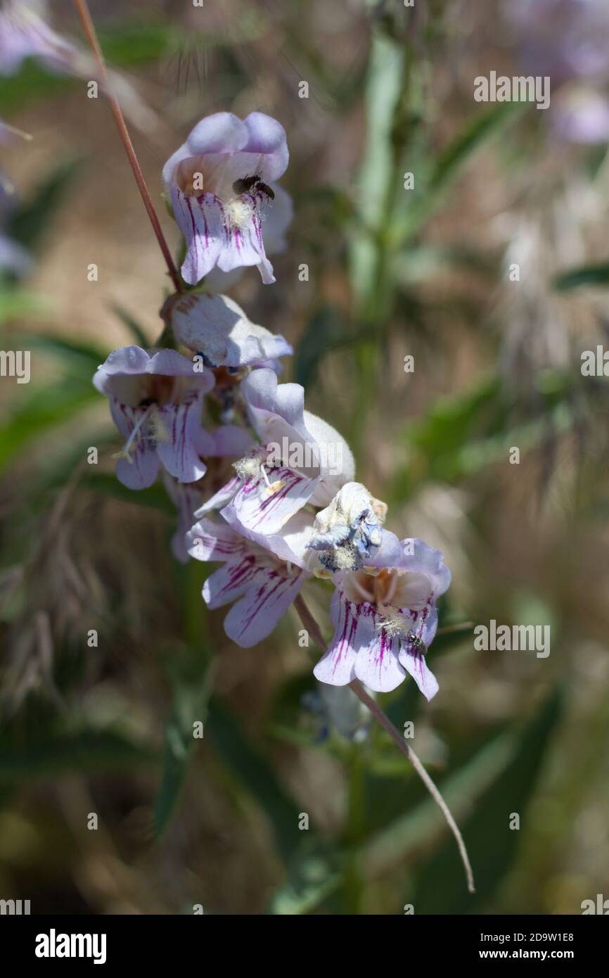 Inforescenza rosa, lingua paludosa a strisce, Penstemon Grinnellii, Plantaginaceae, perenne indigena, Monti San Bernardino, catene trasversali, Estate. Foto Stock