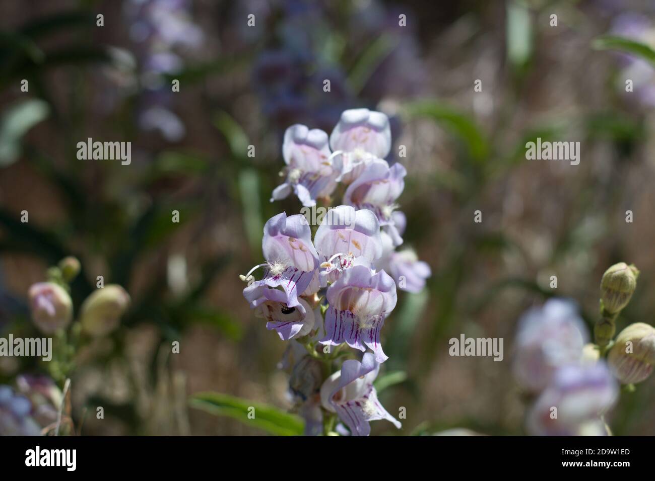 Inforescenza rosa, lingua paludosa a strisce, Penstemon Grinnellii, Plantaginaceae, perenne indigena, Monti San Bernardino, catene trasversali, Estate. Foto Stock