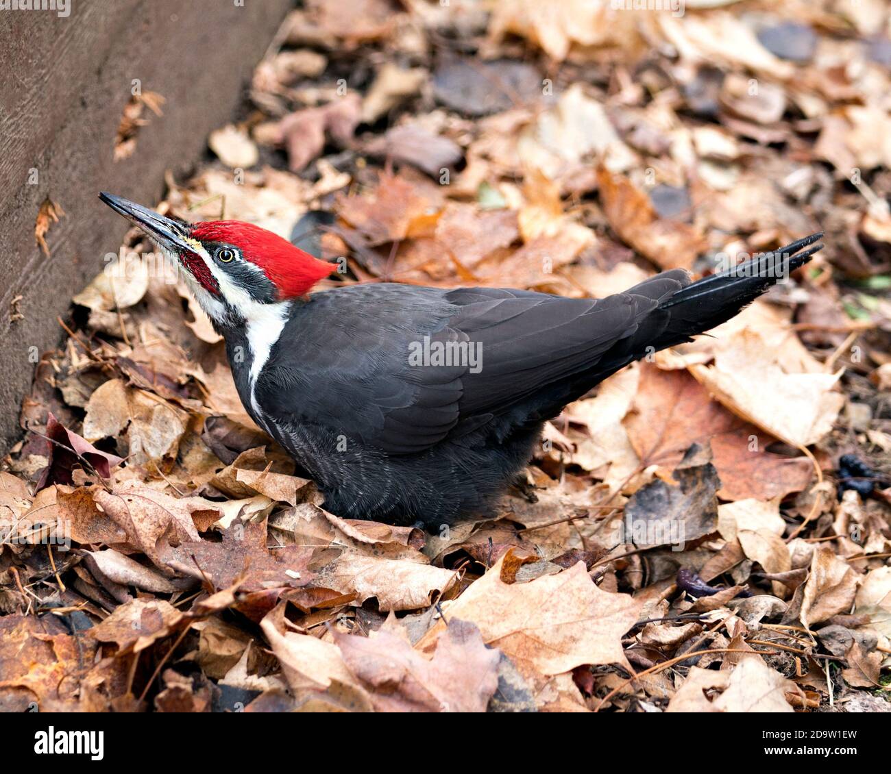 Vista ravvicinata del profilo dell'uccello Woodpecker con sfondo di foglie marroni nel suo ambiente e habitat che fa buca su un lato di legno. Foto Stock