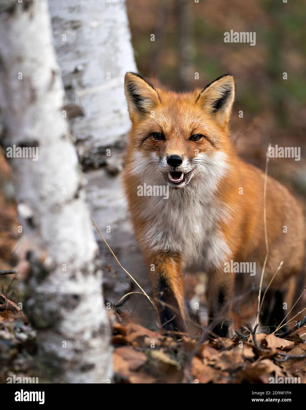 Red Fox primo piano con uno sfondo di foresta sfocata nel suo ambiente e habitat, mostrando i denti di volpe, bocca aperta, pelliccia di volpe con un sorriso. Foto Stock