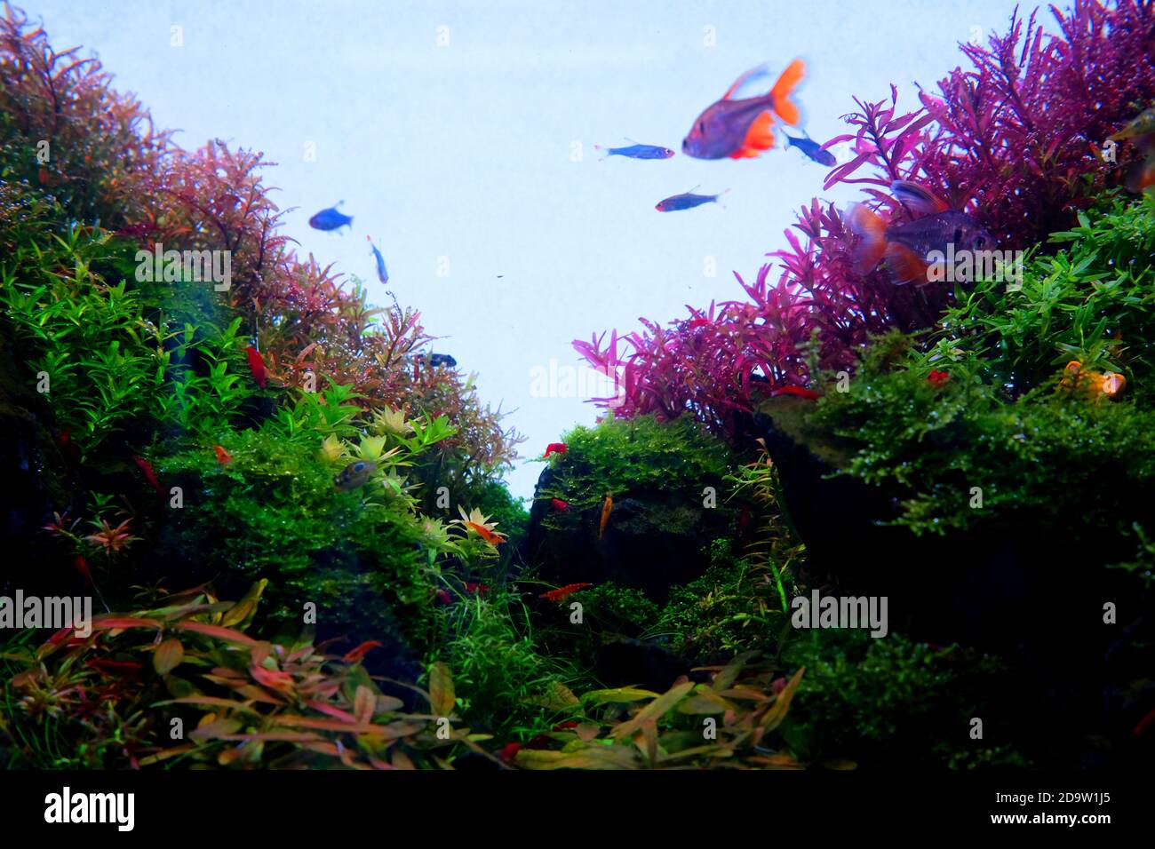 Gregge di piccoli pesci blu-rossi sotto l'acqua 4 Foto Stock