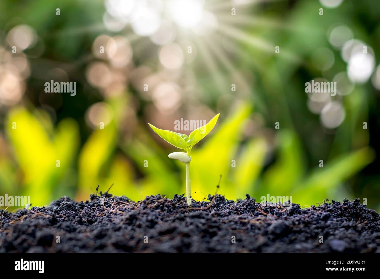 Piccoli alberi con foglie verdi, crescita naturale e luce solare, il concetto di agricoltura, e la crescita sostenibile delle piante. Foto Stock