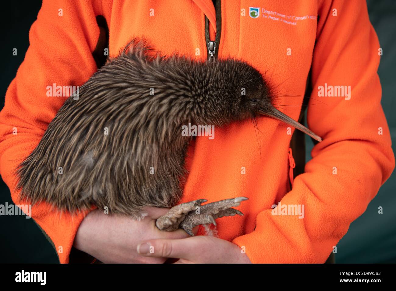 Pechino, Nuova Zelanda. 7 Nov 2020. Un ranger della foresta tiene un kiwi rowi durante un evento per restituire 13 kiwi rowi al loro habitat naturale vicino al lago Matheson sull'isola del sud, Nuova Zelanda, 7 novembre 2020. Credit: Yang Liu/Xinhua/Alamy Live News Foto Stock