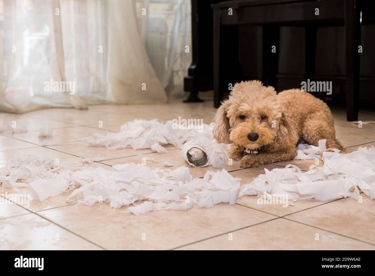 Il cane Naughty distrusse il rotolo di tessuto in pezzi quando a casa da solo Foto Stock