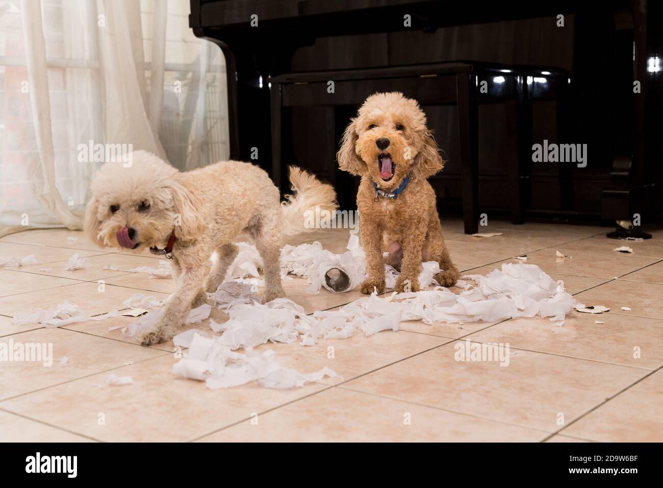 Il cane Naughty distrusse il rotolo di tessuto in pezzi quando a casa da solo Foto Stock