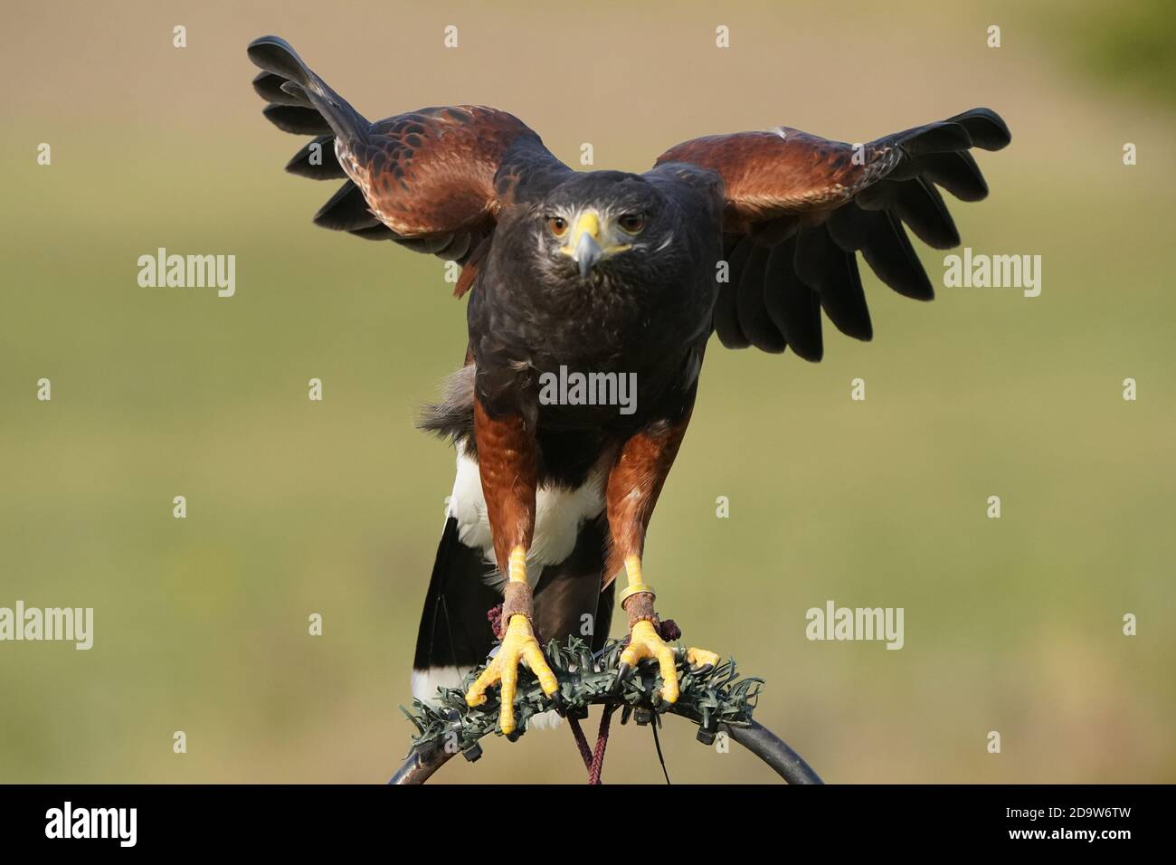 Harris Hawk in volo per la falconeria Foto Stock