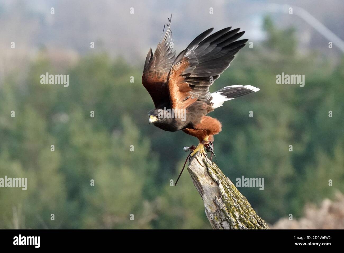 Harris Hawk in volo per la falconeria Foto Stock