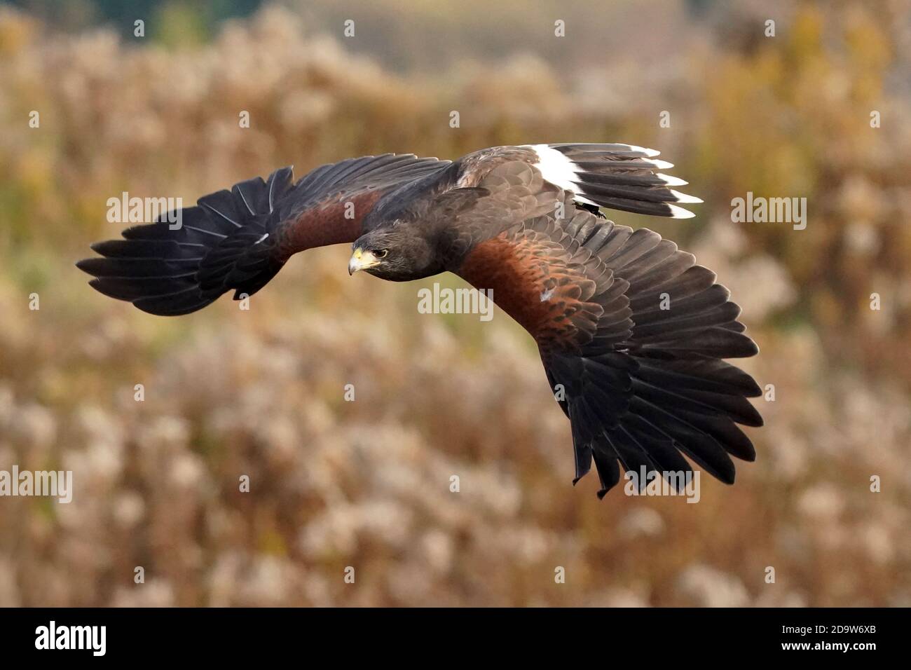 Harris Hawk in volo per la falconeria Foto Stock