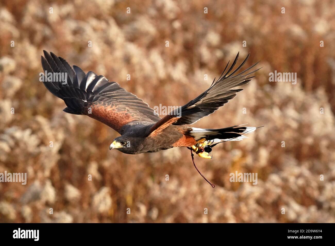 Harris Hawk in volo per la falconeria Foto Stock