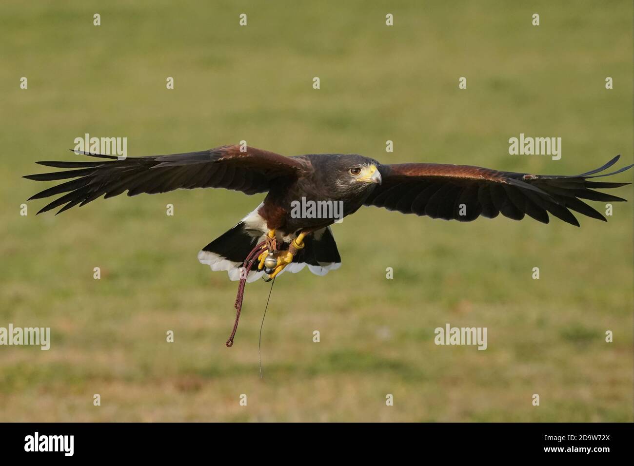 Harris Hawk in volo per la falconeria Foto Stock