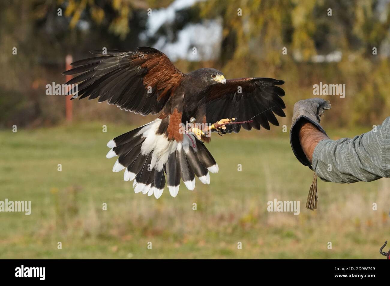 Harris Hawk in volo per la falconeria Foto Stock